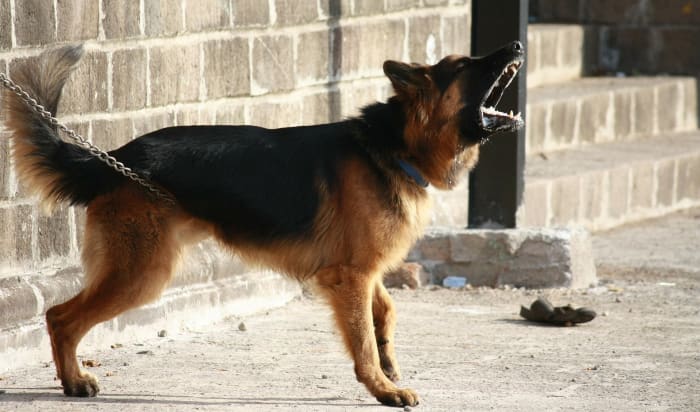 Does your dog bark a lot or at inappropriate times? Let's look at the causes of barking.