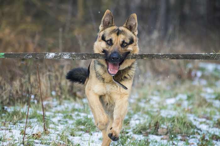 Checking your dog for ticks is important!