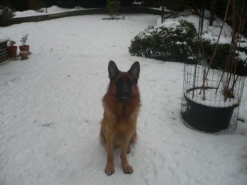 German Shepards are excellent sitters once they learn!