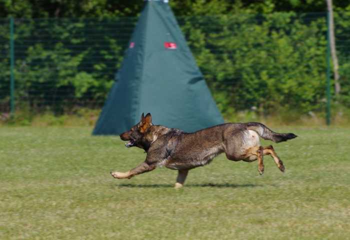 Schutzhund Training Benefits