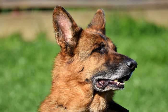German Shepherds are susceptible to urinary and bladder issues. Many of these problems are food-related and there can be hereditary weaknesses in the bloodline.