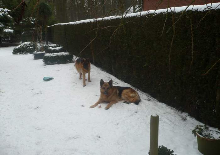 I believe that our older shepherd lived to the age of 14 in part because the younger one kept him active.