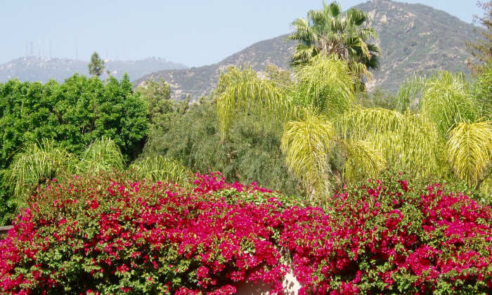Southern California's signature "look" includes bougainvillea, palm trees, California native trees, and mountains.