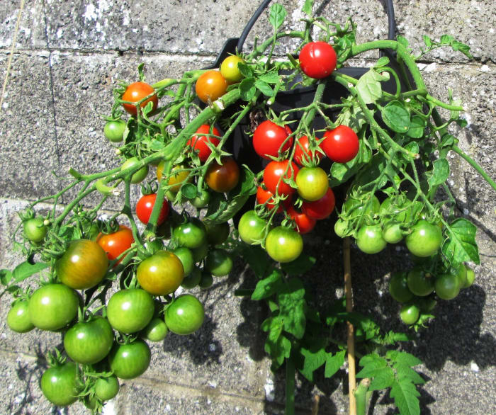 How to Grow Tomato Plants in Containers and Hanging