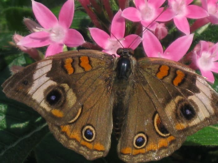 The Common Buckeye butterfly is easily identified by the circular "eye" markings across its wings. Buckeye butterflies are members of the Brushfoot family.