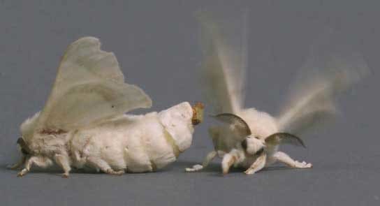 Silkworm moth mating behavior: male does his flutter dance in response to release of female pheromone.