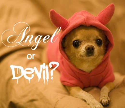 Chihuahuas may be tiny, but they have big personalities. Learn about the good and bad aspects of their temperaments from an experienced owner.