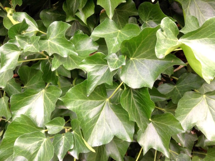 These are the juvenile leaves of English ivy. The plant may provide an effective and safe sunscreen containing nanoparticles.