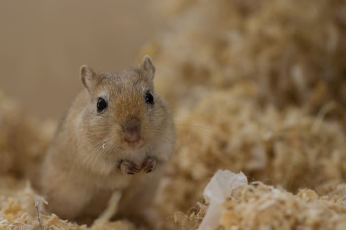 Gerbils are popular pets for people of all ages, and they are generally easy and inexpensive to keep. A typical lifespan for domesticated gerbils is two to three years, with some pets living up to four or five years.