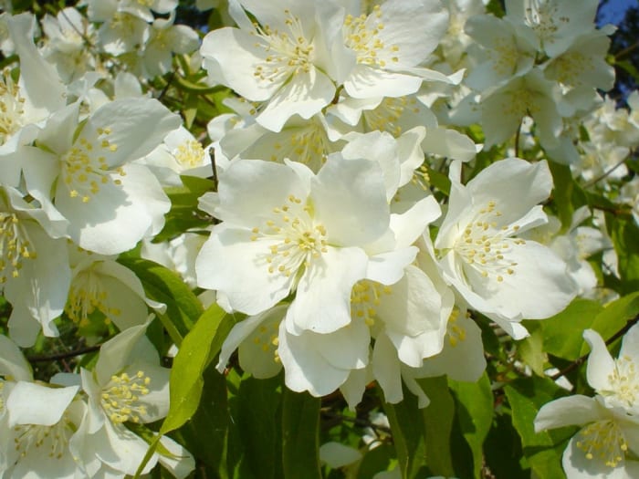 Jasmine is frequently used in perfumes, essential oils, teas, and cosmetics.