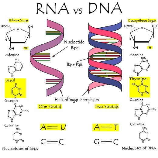The Differences Between DNA and RNA Explained With Diagrams - Owlcation