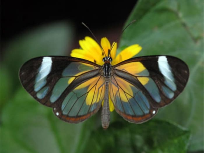 Yes, this beautiful butterfly is real! It is known as a Glasswing Butterfly and you can find out more about why its wings are transparent below!