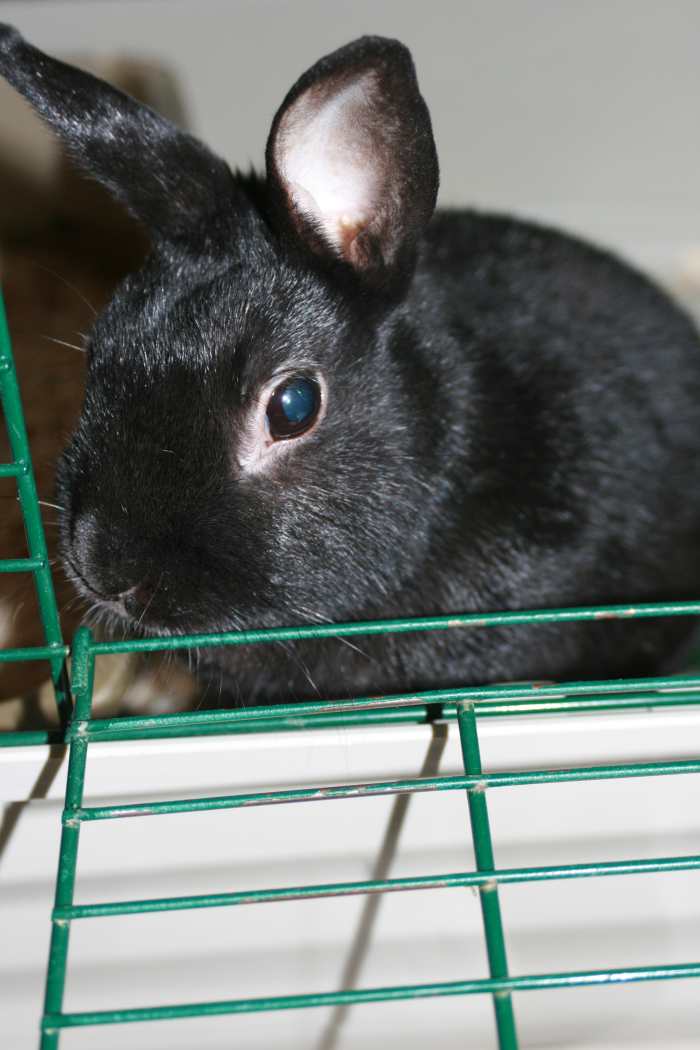 This is a guide to getting started off right with your new furry friend.