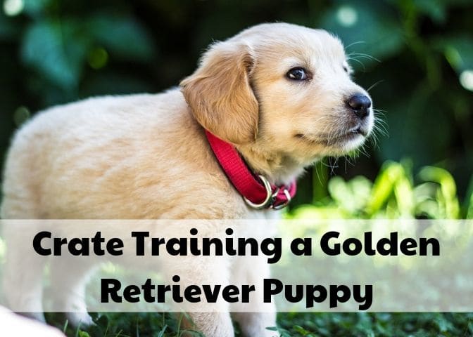 Golden Retrievers puppies are relatively easy to train, and your puppy should be reliably going potty outside within a month!