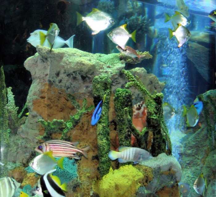 It's possible to build your own aquarium from acrylic sheets. Get advice on what supplies you need and how to assemble them into a safe, watertight tank.