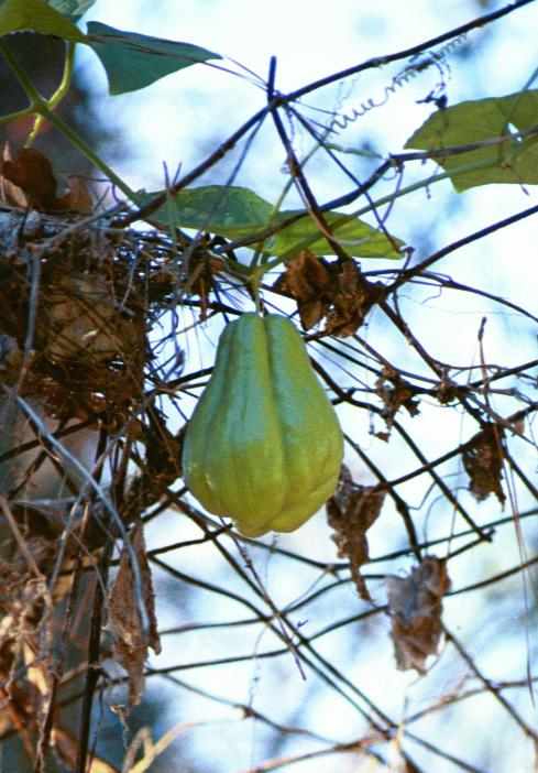 The mirliton is also known as the chayote or vegetable pear. This one's almost ready to pick.