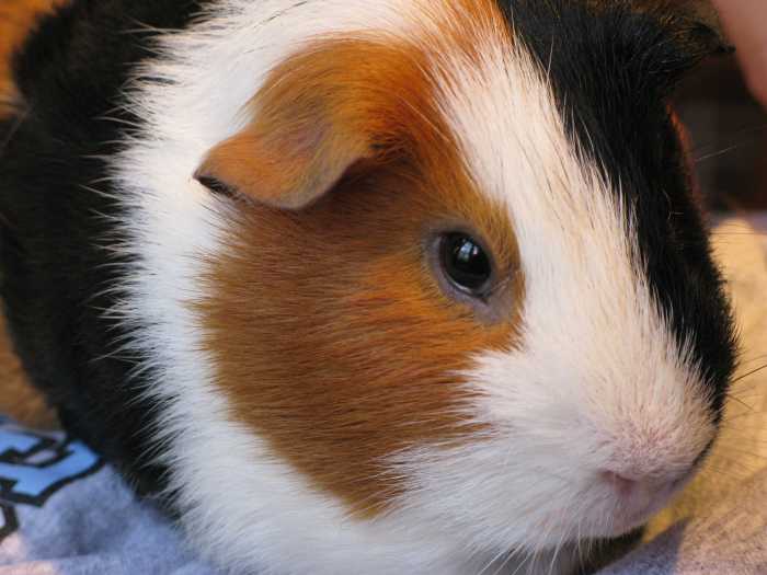 Guinea pigs aren't the pickiest eaters, but their are certain foods that should be avoided to keep them in good health.