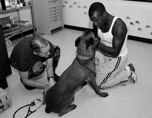 It's always wise to get the vet to answer your questions about pain relief for your pet.