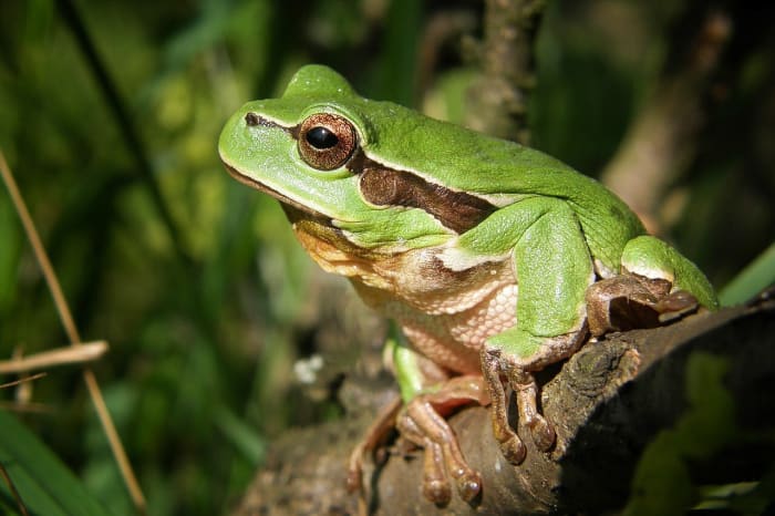 Observing animals and plants is fun and educational. In addition, nature can provide the inspiration for many activities and crafts.
