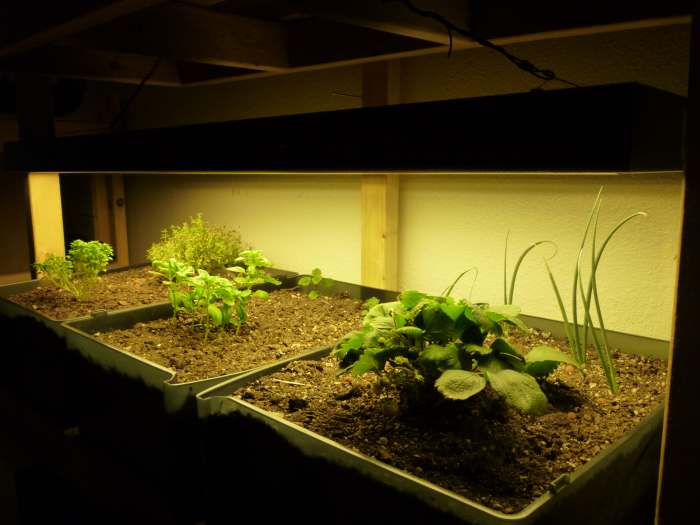 What is Indoor Gardening? Here we have a small indoor soil garden, powered by a 218w High Output T5 Lighting Unit.