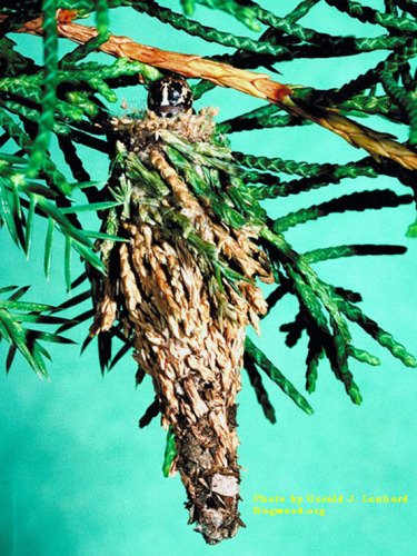 No, it's not a rustic Christmas tree ornament—it's a bagworm nest! And it can damage your conifers if left unchecked.