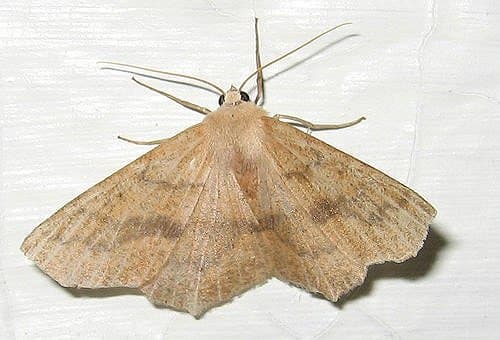 Moths will take refuge in your kitchen cupboards if you aren't careful. Read on to discover how to recognize an infestation before it's too late!
