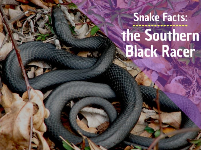 Southern black racer. It is not uncommon to find these black racer snakes in Florida in suburban yards. They are less fearful of people than many other snakes, and can become aggressive or even charge at people if they feel threatened.