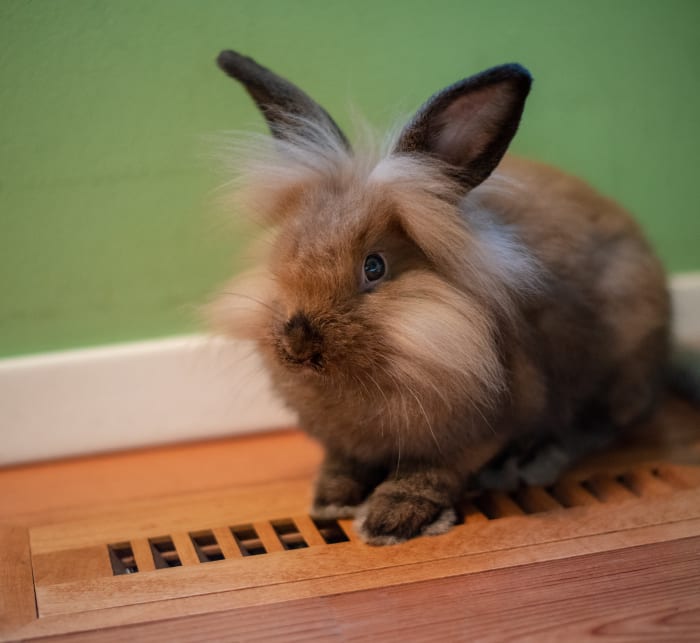 rabbit-breed-profile-lionheads-pethelpful