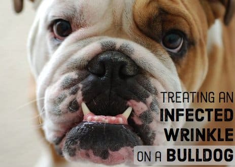 At the first sign of redness, soreness, or bad smell, give your bulldog a bath, dry them well, and apply antibiotic ointment to the infected area.