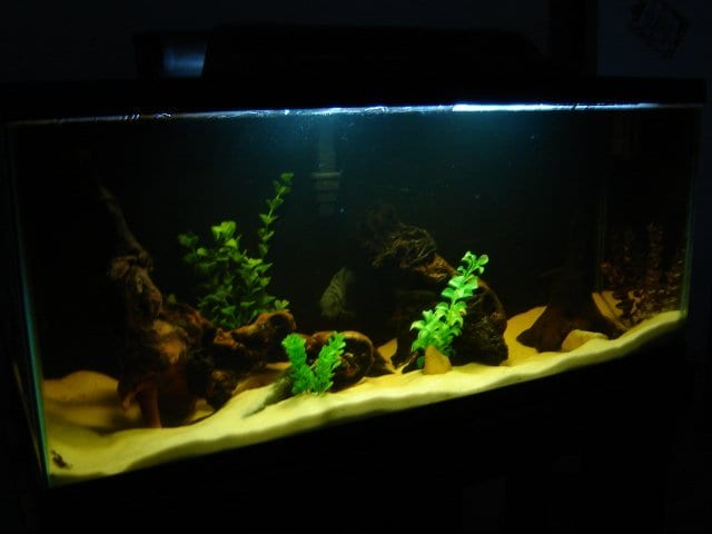 Although live plants couldn't be used with this cichlid fish species, the addition of driftwood really gives the tank a natural feel.