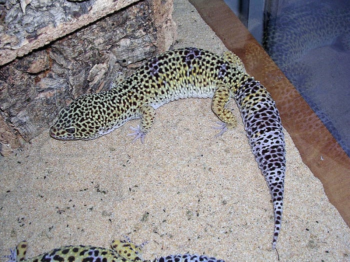 ヒョウヤモリ