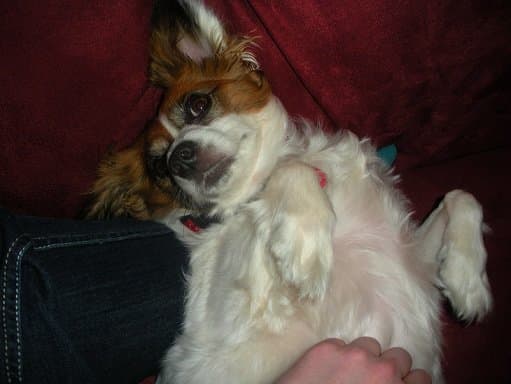 My dog Kitsune doesn't mind getting his nails trimmed. In fact, he enjoys it! Here he is relaxing during a trim.
