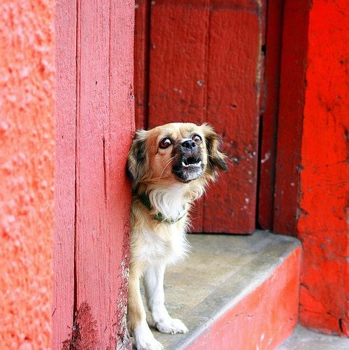 Don't you mess around with me! Will someone please stop that barking dog?