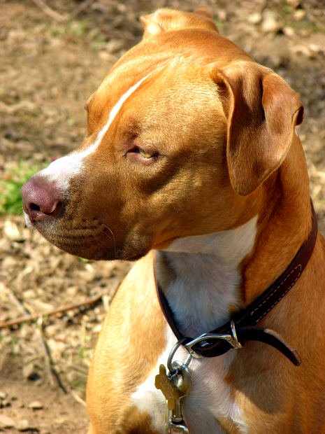 Pit bulls often get a bad rap, but they're incredibly sweet dogs. Here's how to raise yours to be a great ambassador of the breed.