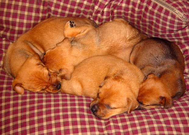 Mother dogs bond strongly to their puppies the first weeks.