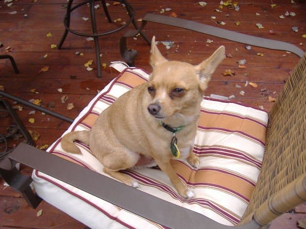Breeding chihuahuas should be left to the pros.