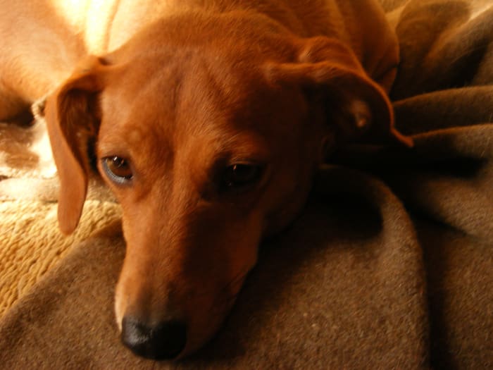 Signs of dog labor