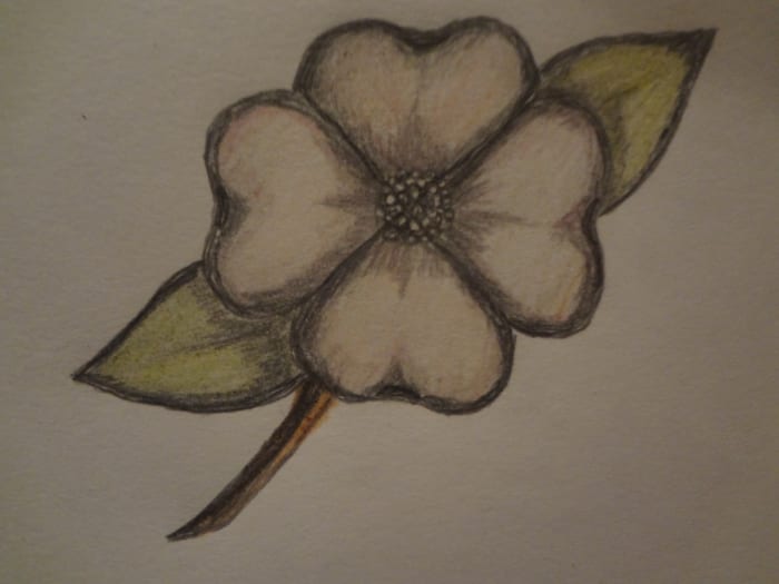 How to Draw a Dogwood Flower Crafts