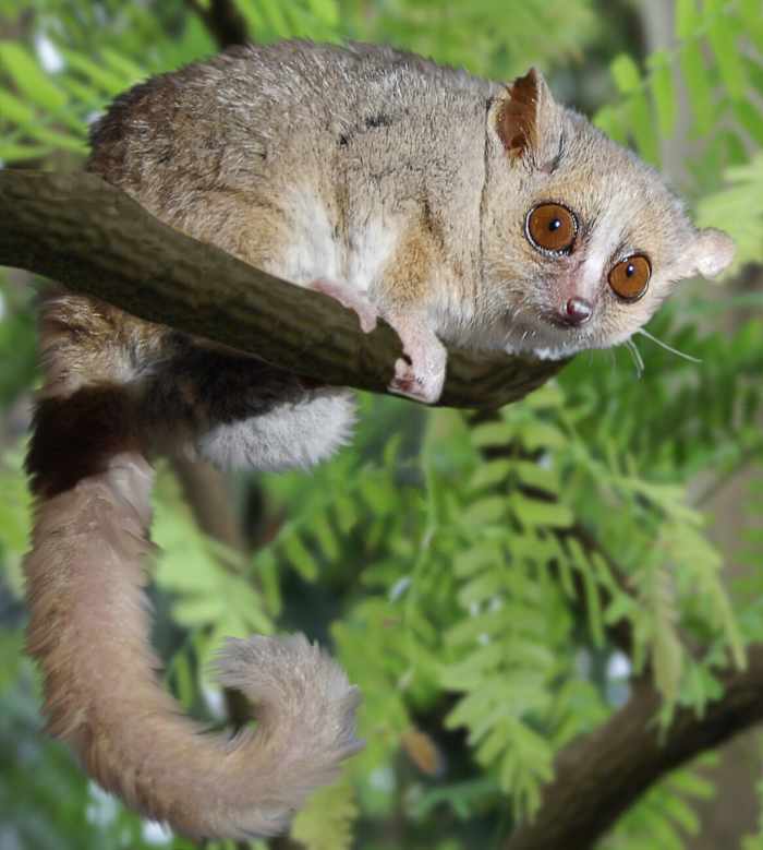 The grey (gray) mouse lemur, or Microcebus murinus