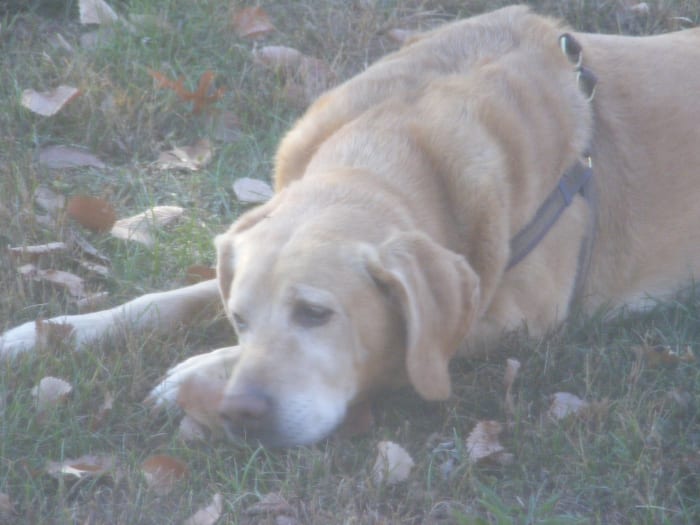 Non-prescription antibiotics online for dogs? Safe way to save money or no way?