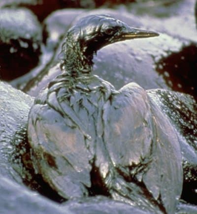 Toxic, carcinogenic, teratogenic and an environmental disaster waiting to happen. Our world revolves around crude oil, and yet it is completely useless until it goes through several physical and chemical processes