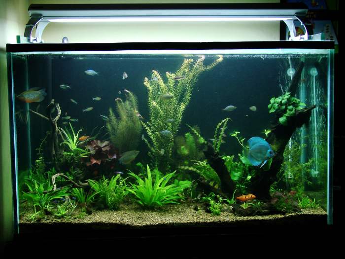 I approached this tank with a view to keep discus fish as the primary showpiece. The rest of the fish were chosen for their compatibility with discuses.