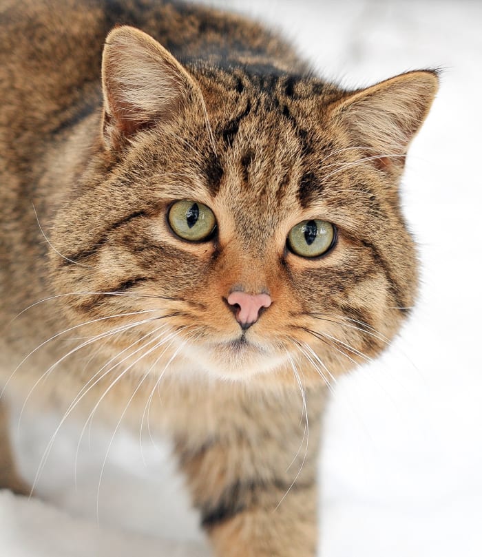 This is a European wildcat. It belongs to the same species as the Scottish animal and is sometimes classified in the same subspecies as well