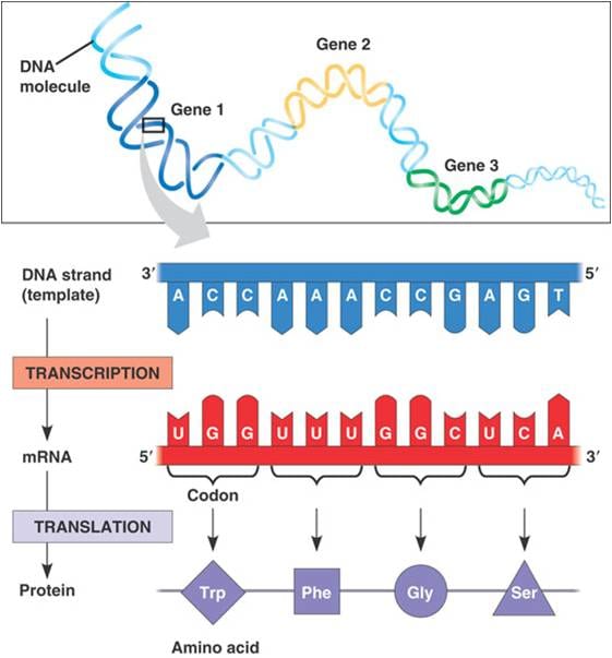 define transcription in protein synthesis