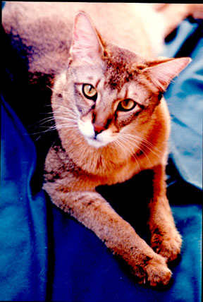 If you want to thwart the thieving instincts of the Chausie, shut doors and drawers completely. Some Chausies have been known to pull them open!