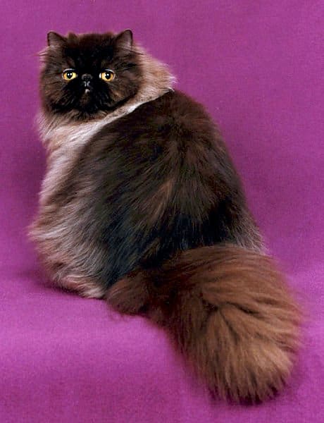 Persian cats are the ultimate divas who love been pampered and spoiled. The chocolate coat on this one is particularly handsome and dense.