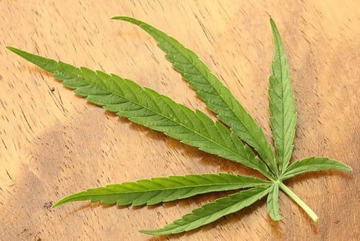 Pros and cons of legalizing cannabis: A marijuana leaf, showing its distinctive shape. It is actually the flowers, or buds, that are generally smoked, however. Marijuana can also be processed into other forms of cannabis, such as hash and hash oil.