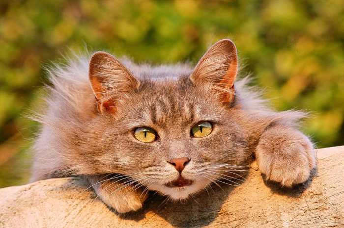 Many Internet users love cats. At least one website is trying to link viewing cat videos to fundraising for human charities.