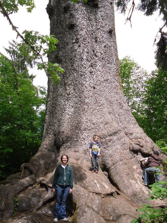 The world's largest spruce tree is one of the best kept secrets of the Quinault Rainforest in western Washington.
