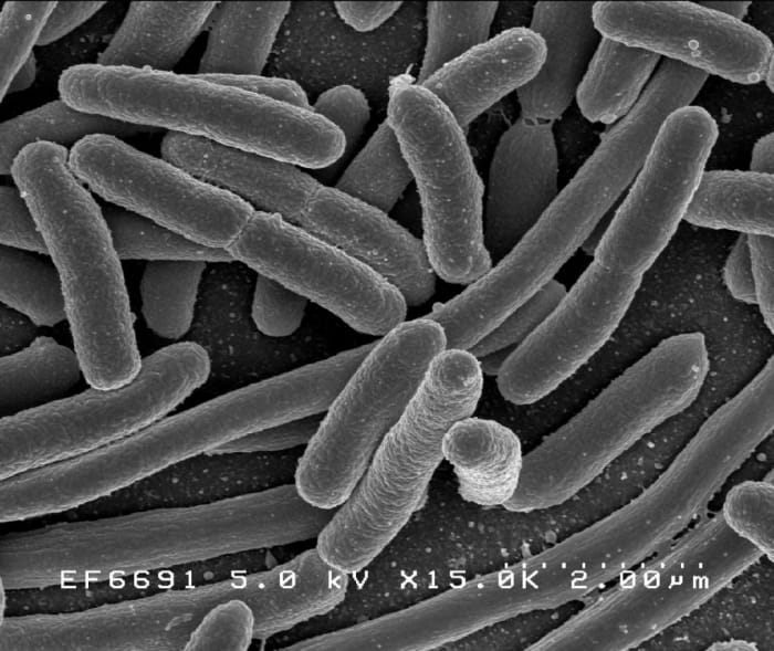 Microbiology